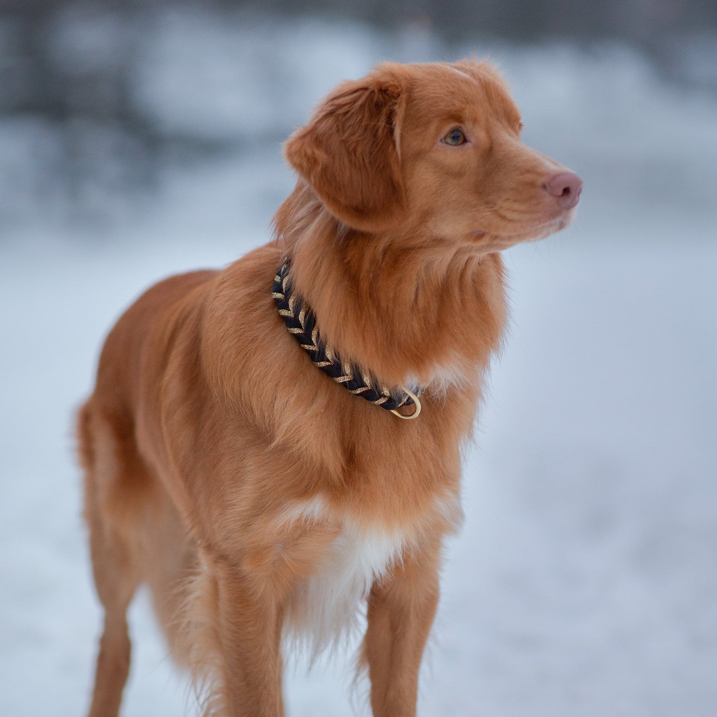Enfärgat Fast halsband Brunt