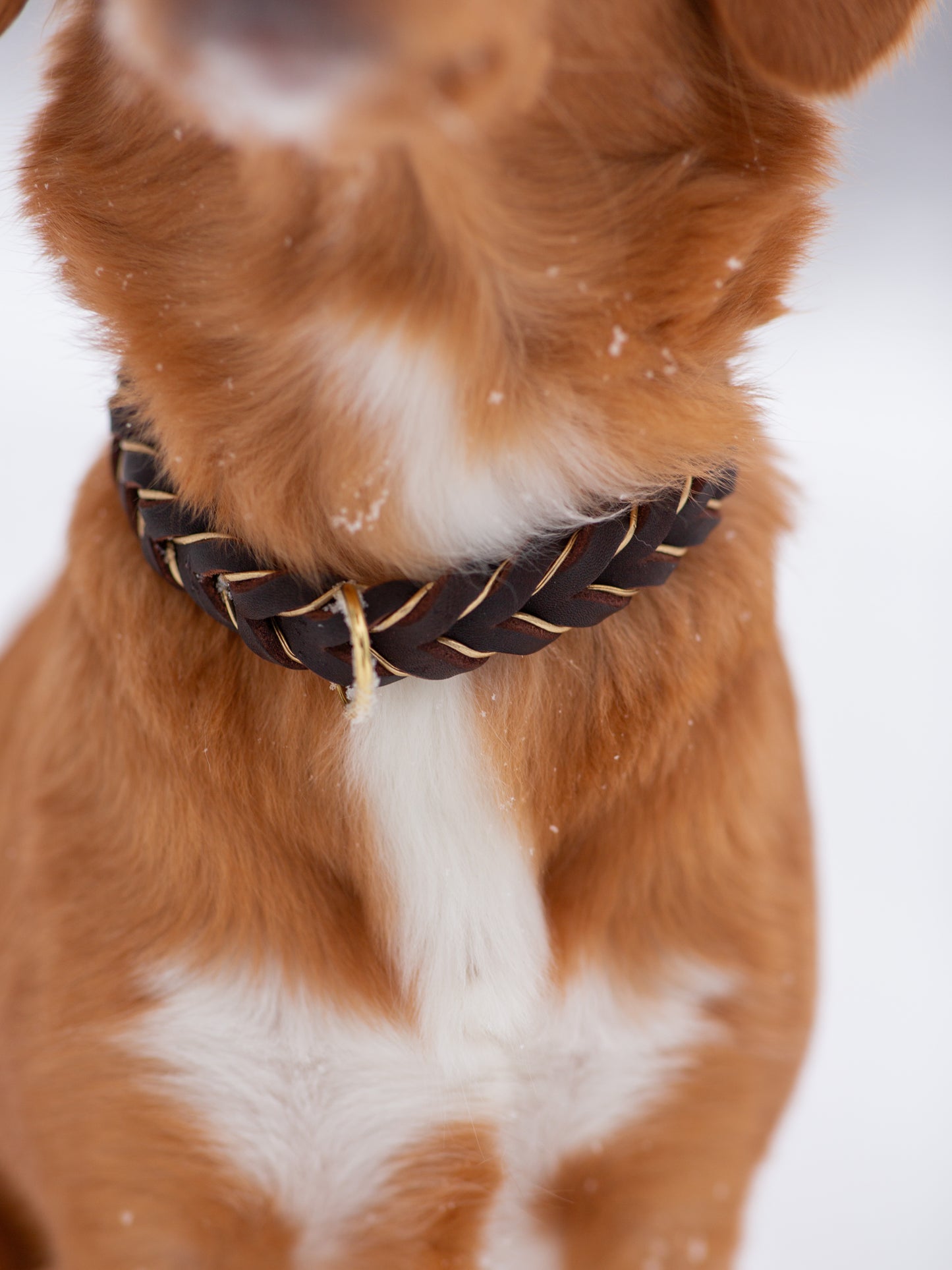 Fast halsband - Brunt med smalt guldband 33+7