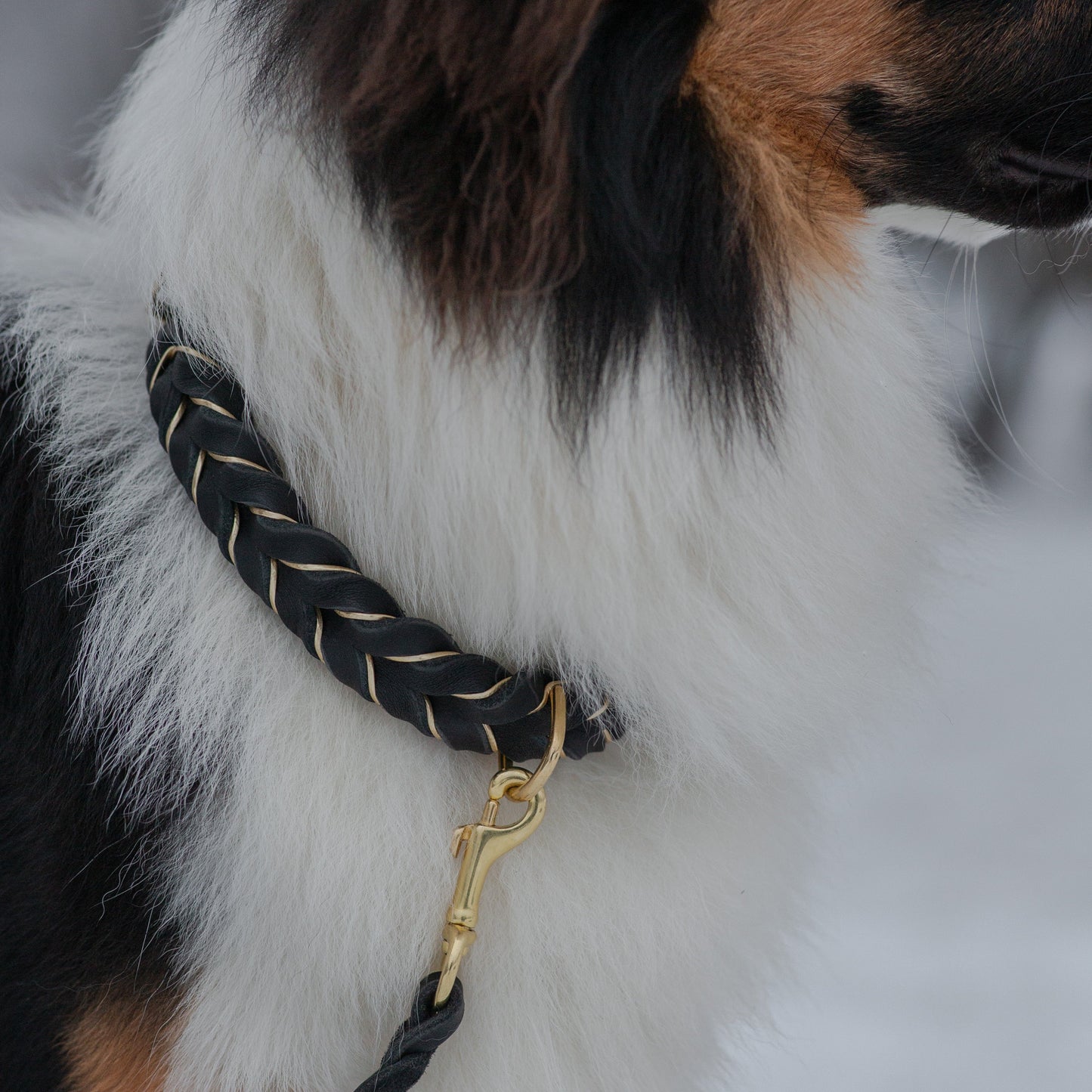Enfärgat Fast halsband Svart