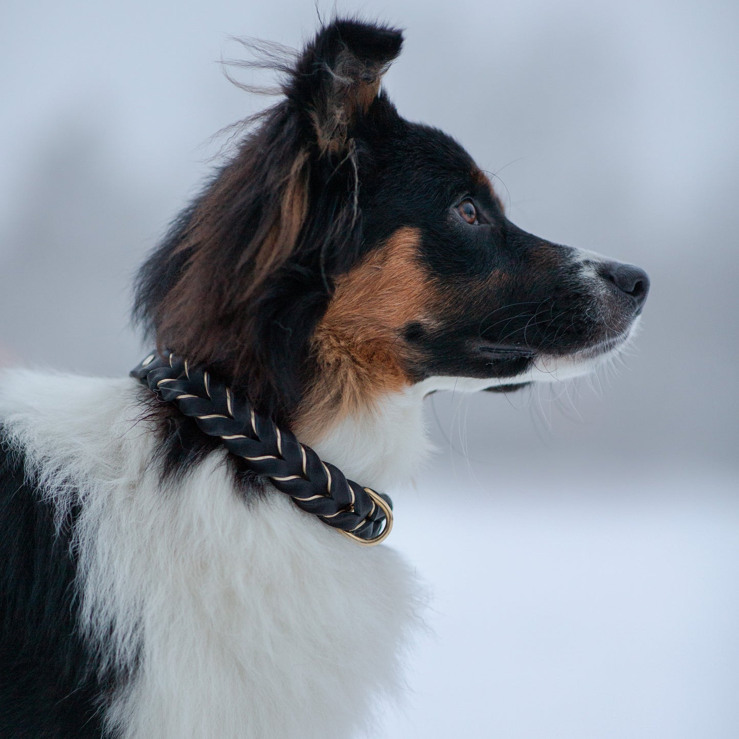 Enfärgat Fast halsband Svart